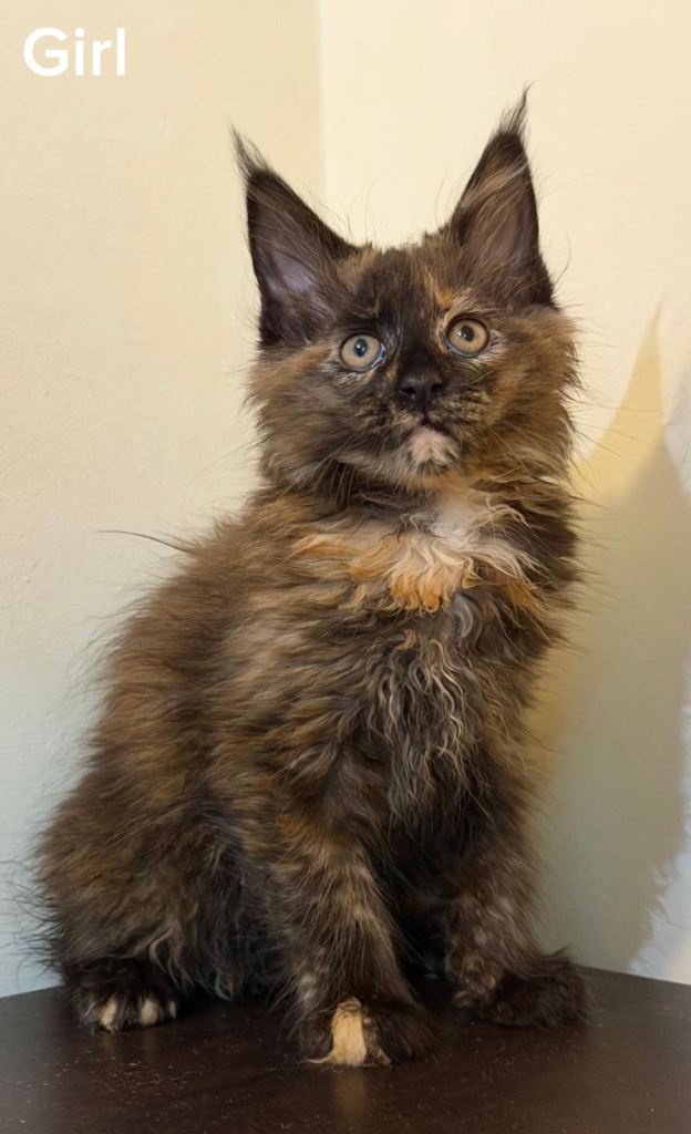 Beautiful purebred maine coon kittens