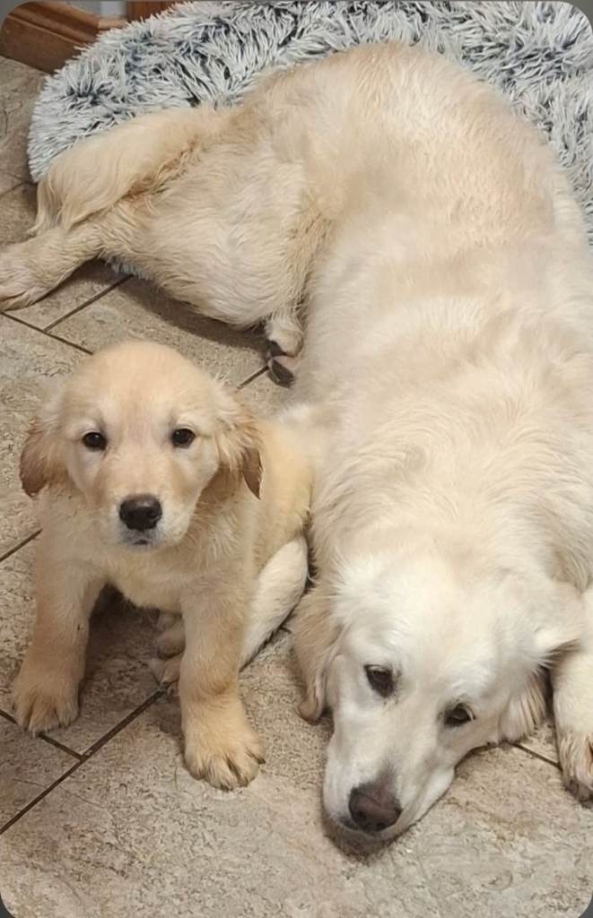Kc reg golden retriever puppies