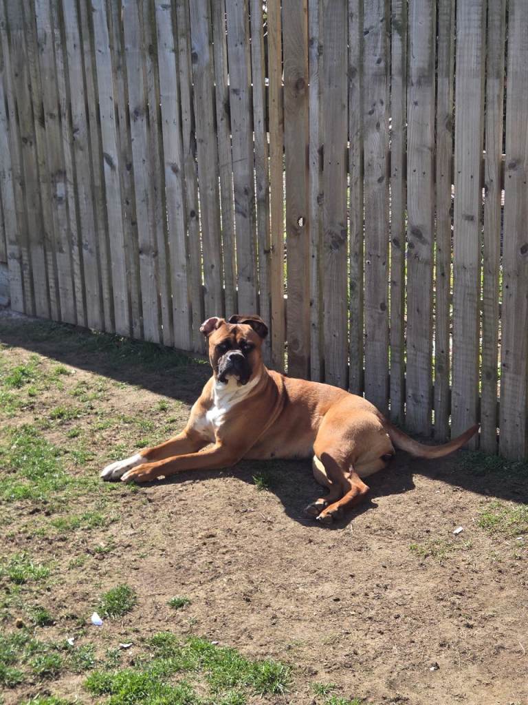 English bull mastif 