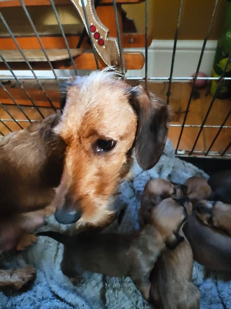 Dachshund wire haired teckel puppies for sale