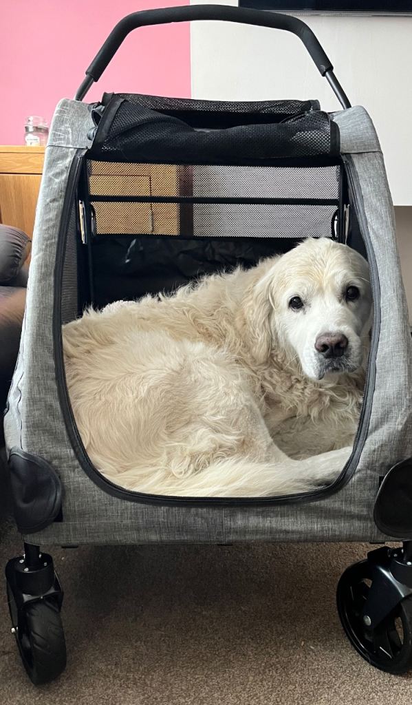 Dog Buggy (dog not included)
