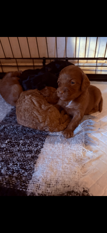 Beautiful cockapoo puppies for sale 
