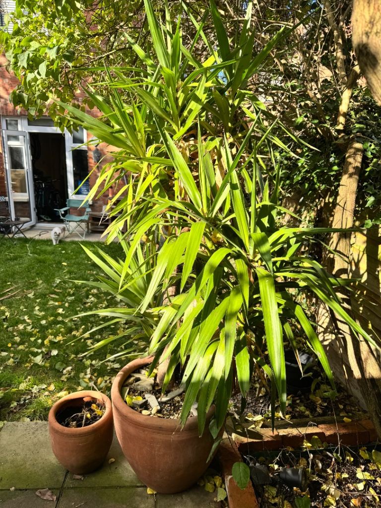 XXL Yukka Plant - INCLUDING terracota pot