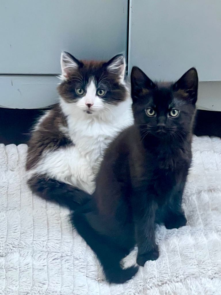 Adorable Kittens Ready for Their Forever Homes 🐾