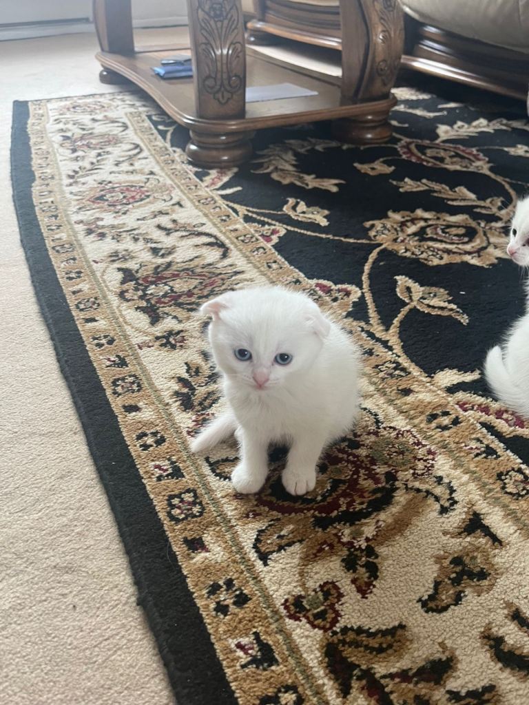 short-hair-x-persian-kittens-ready-to-leave-in-northampton