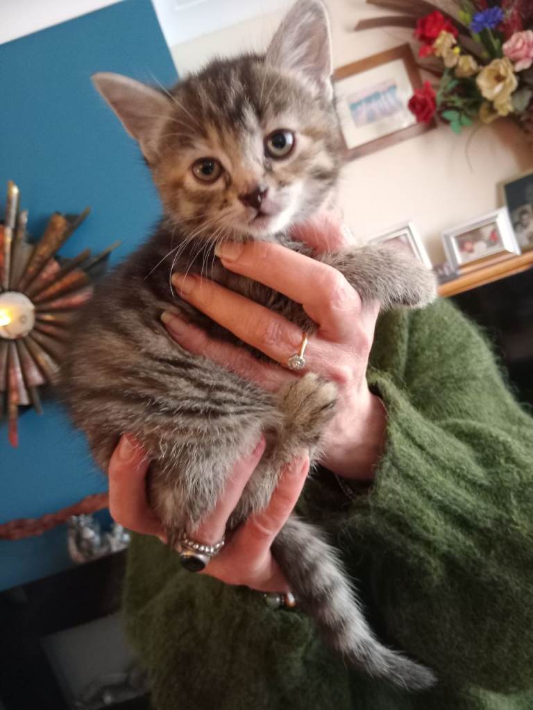 Beautiful kittens
