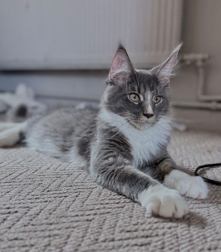 Licensed XXL Maine Coon kittens