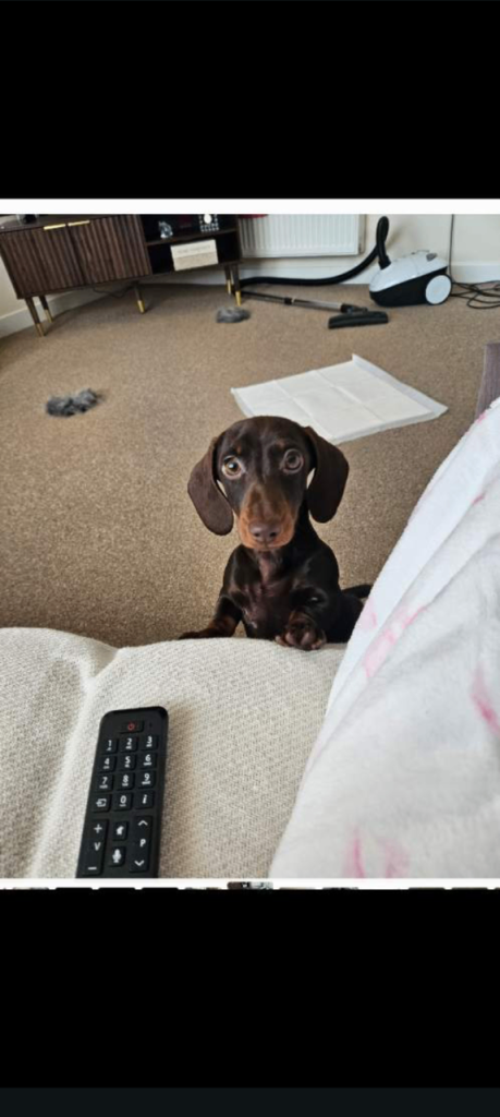 Miniature dachshund 