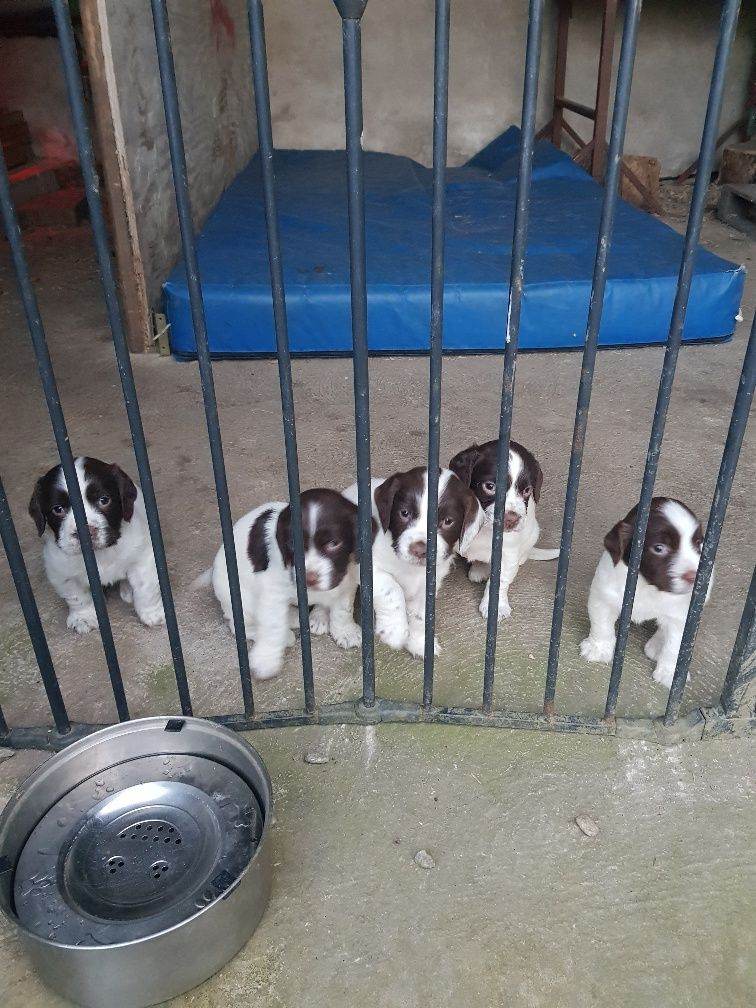 Springer Spaniel Puppies
