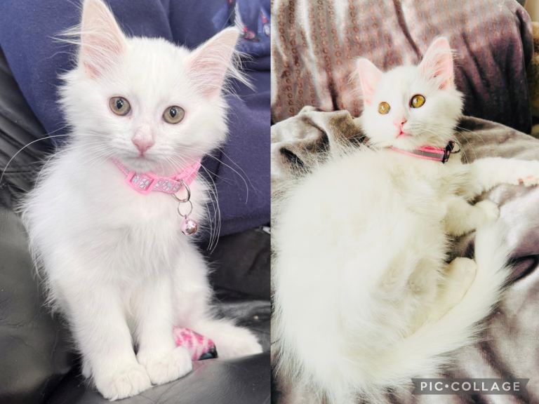 Stunning Turkish angora female girl kitten cat 