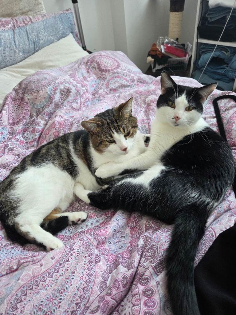 2 happy and adorable cats looking for a friendly home