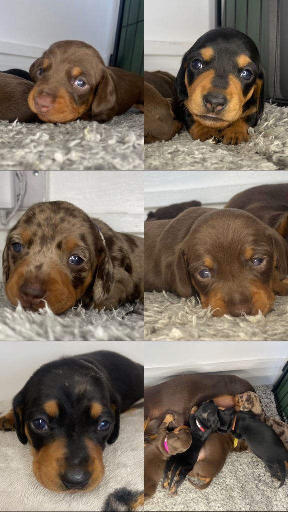 Beautiful mini Dachshunds 