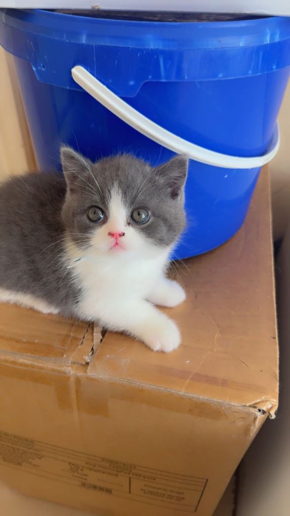 Champion bloodline bsh