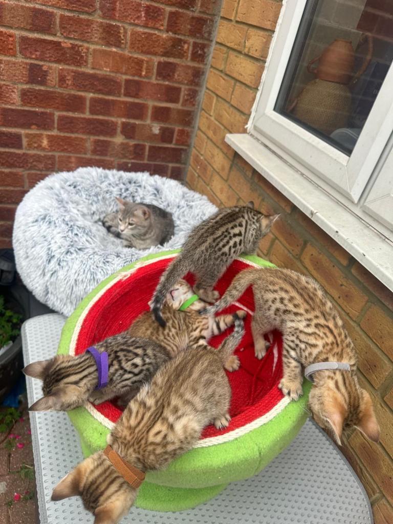 Pure Bengal Kittens