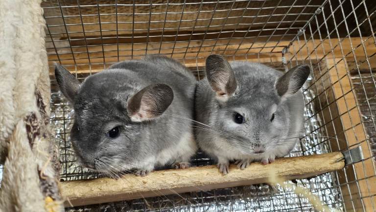 2 blue diamond chinchillas