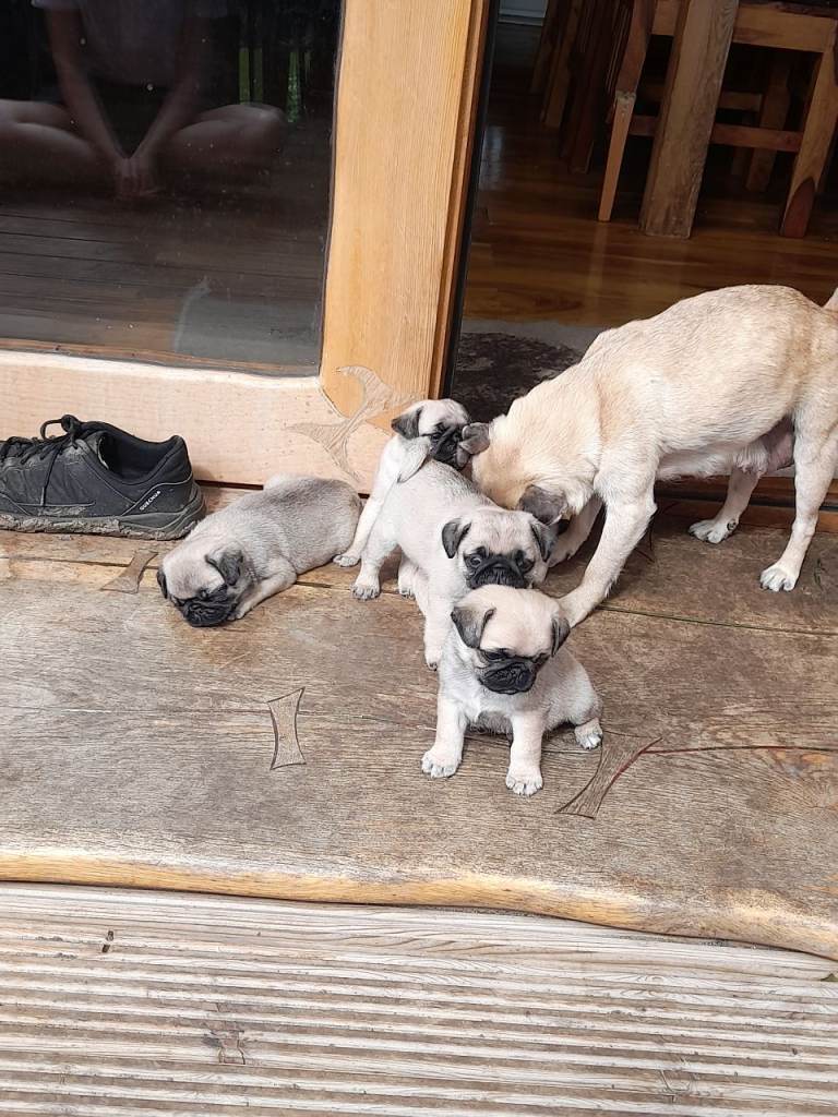 Pug puppies ready now 4 boys 1 girl