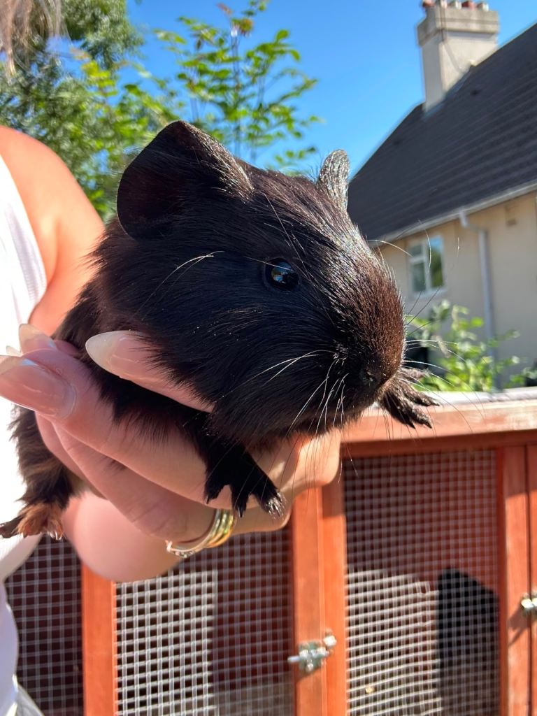 Beautiful baby Guinea pigs 