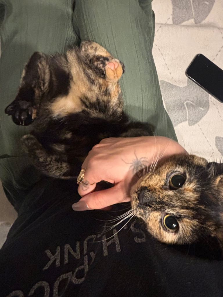 Adorable Calico Girl Kitten 