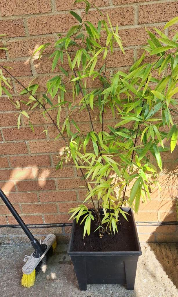 Black Bamboo plant 