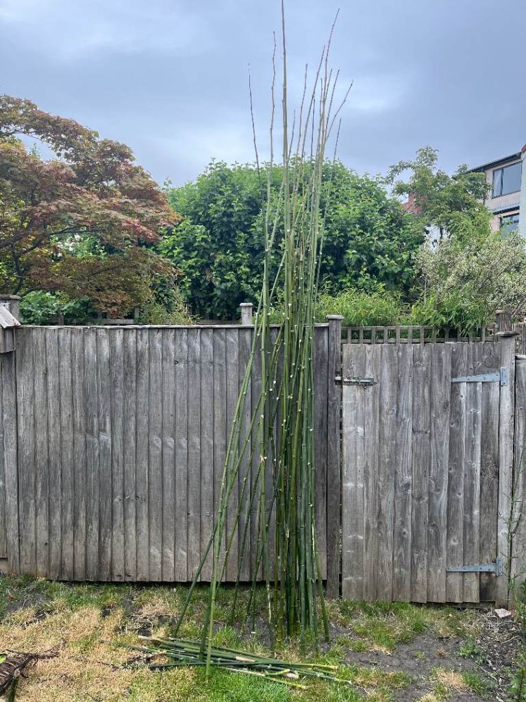 Homegrown bamboo canes