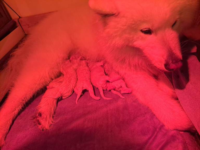 Adorable Samoyed puppies 