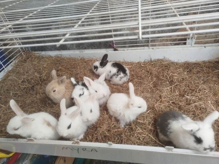8x baby rabbits 