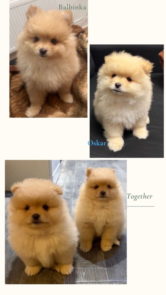 Pomeranian Puppy