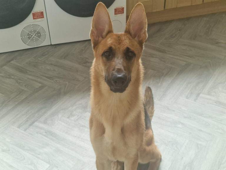 German Shepherd and Labrador for Sale