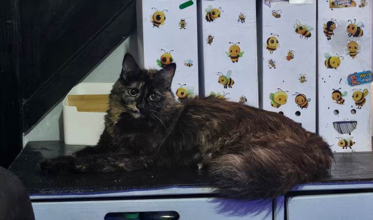 All Kittens re homed , wakefield, pontefract