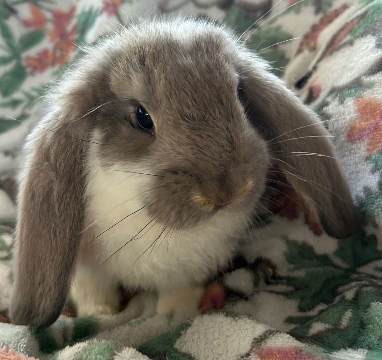 French lop babies (Giant breed)