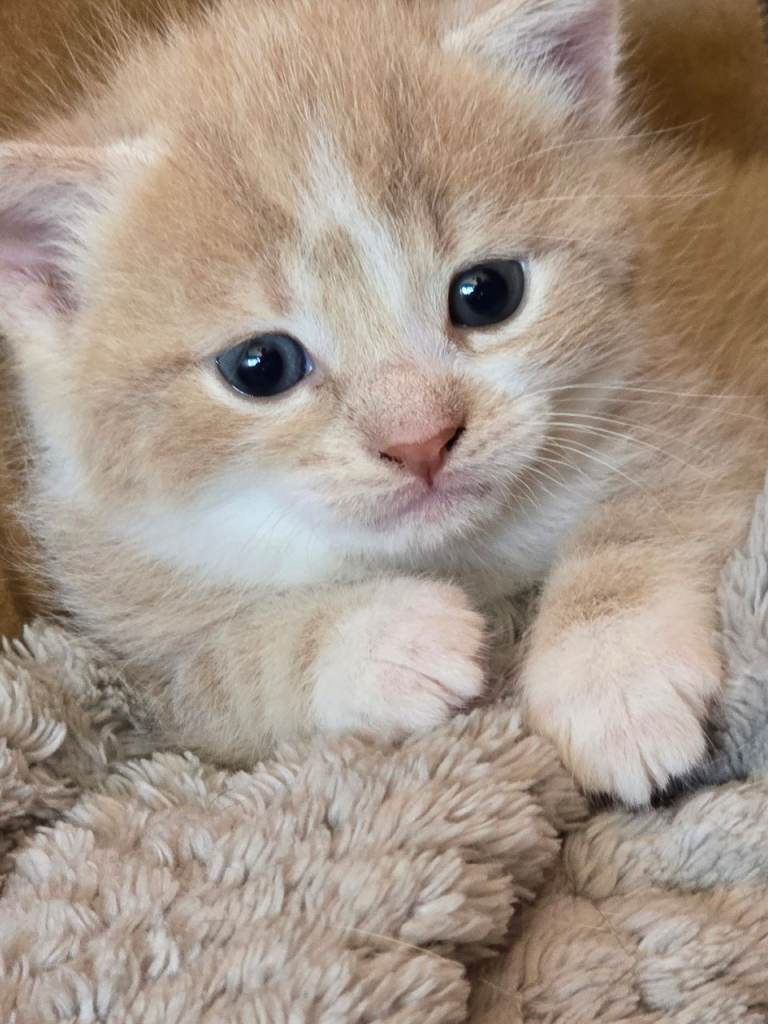 Kittens for sale