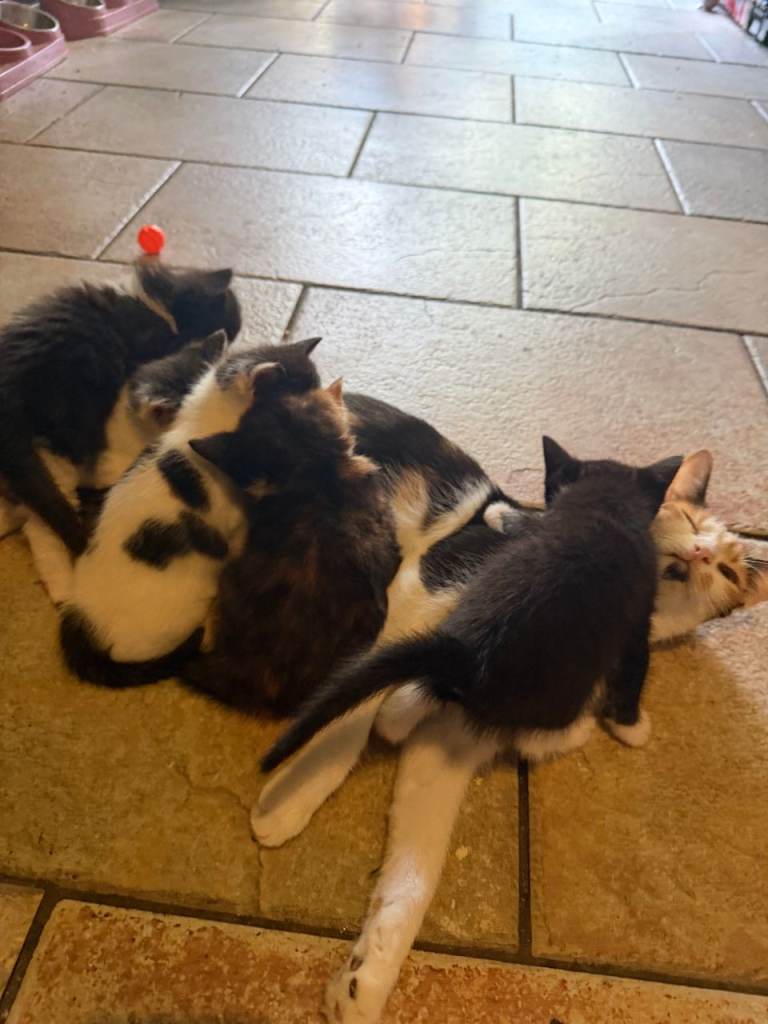 Kittens for Sale