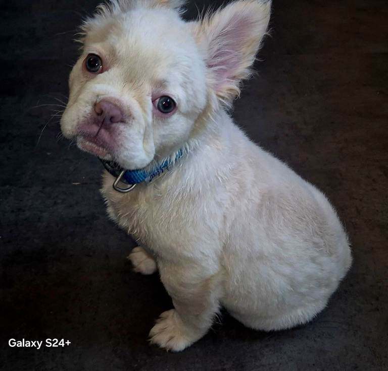 Kc registered Fluffy french bulldog 