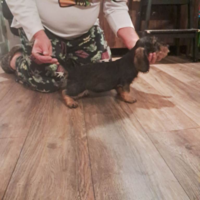 Dachshund puppies