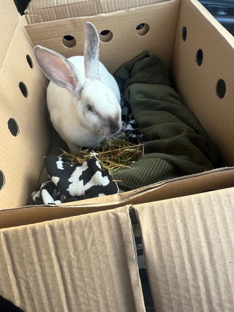 Mini Rex