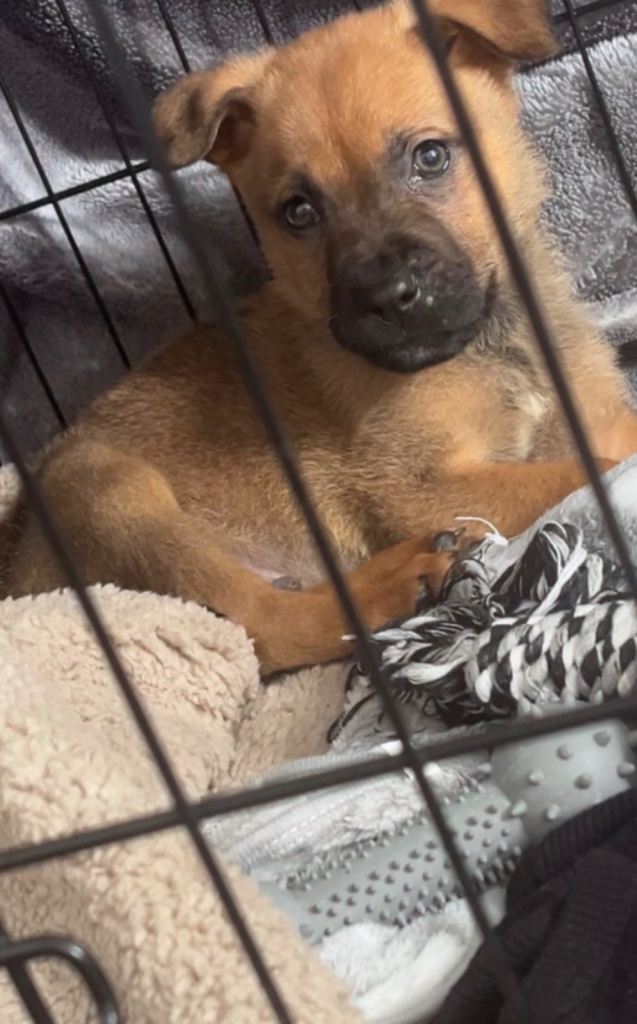 9 week old male German Shepherd x Rotweiller