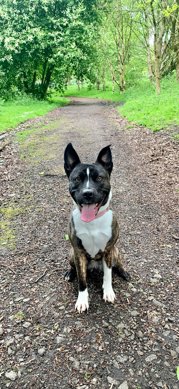 Coco looking for her home ideally with cats in it 