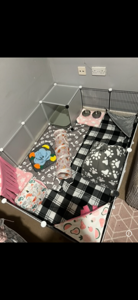 Guinea pig cage & set up 