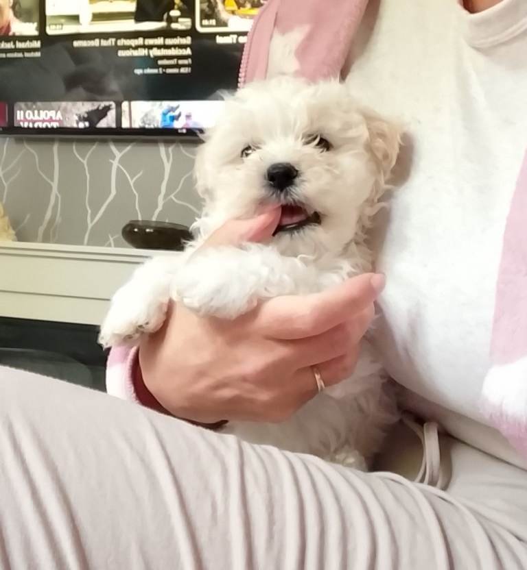 Maltese Puppies 