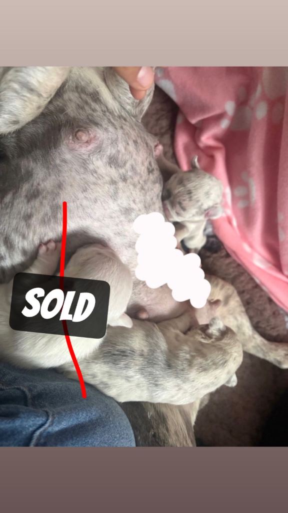 French Bulldog Puppies 