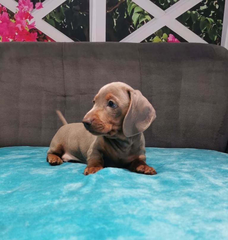 Three Musketeers Miniature Dachshund