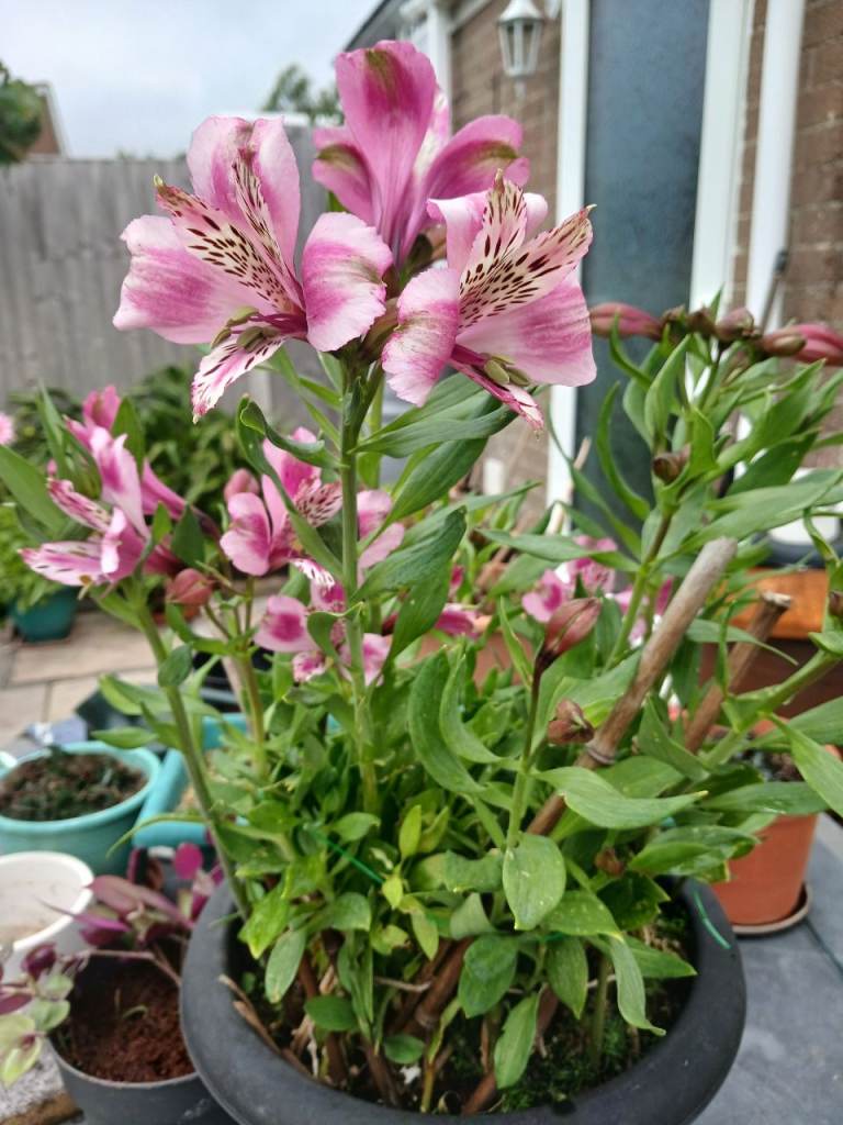 ALSTROEMERIA (PERUVIAN LILY) IN A LARGE POT 