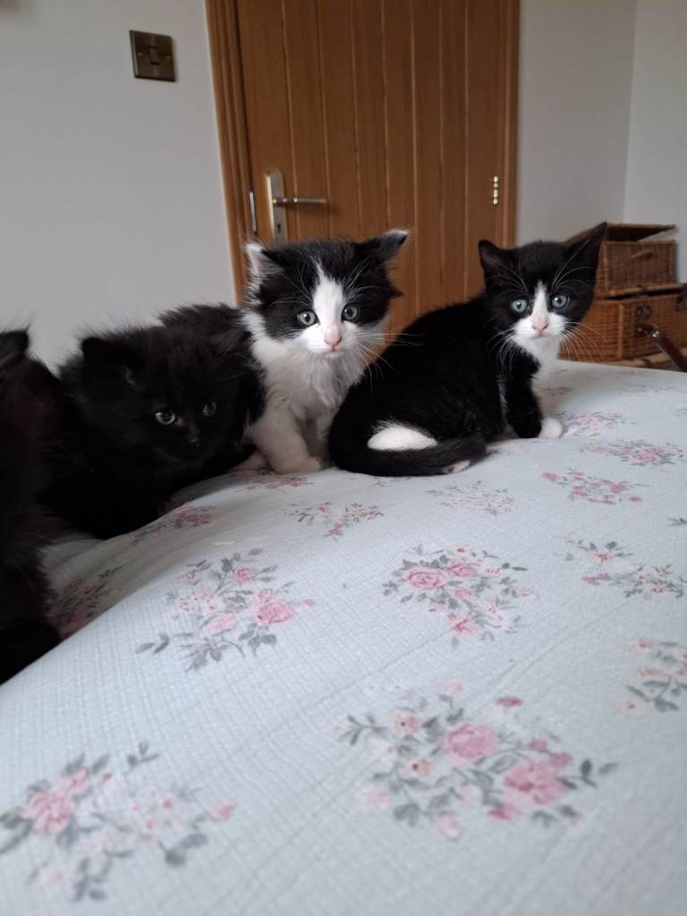 Kittens short and long haired