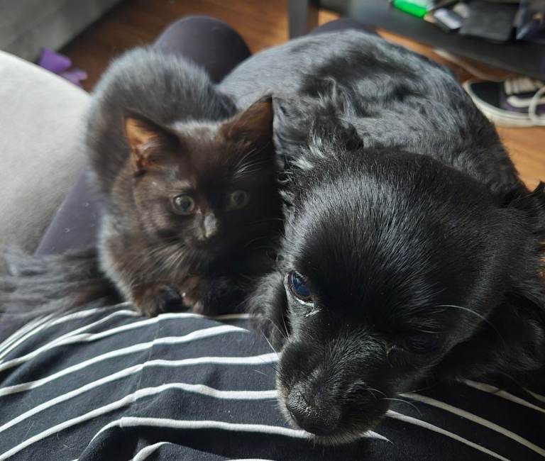 Ragdoll cross kittens boys only