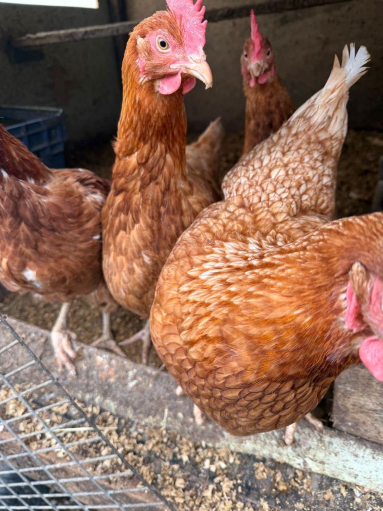 Red Hens / Egg Layer Chickens
