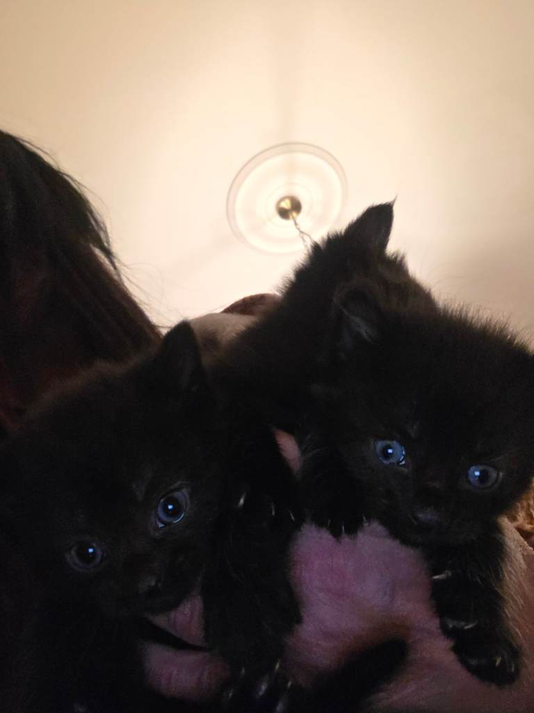 Black kittens and mixed ragdolls availabke now