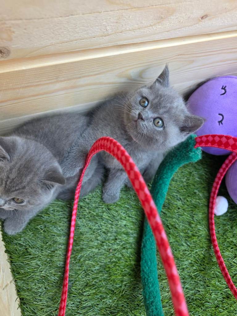 Beautiful British Shorthair kittens 