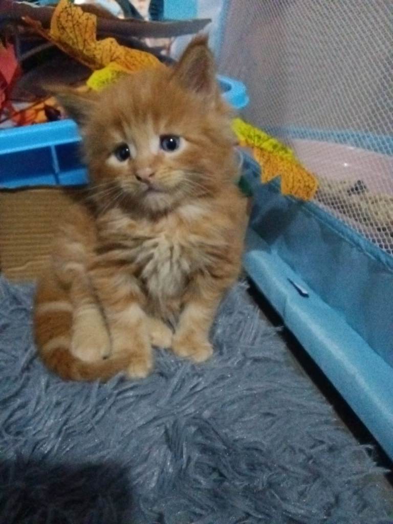 Stunning mainecoon kittens available😍