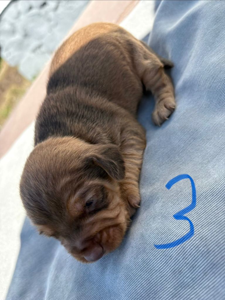 Terrier x Cocker puppies