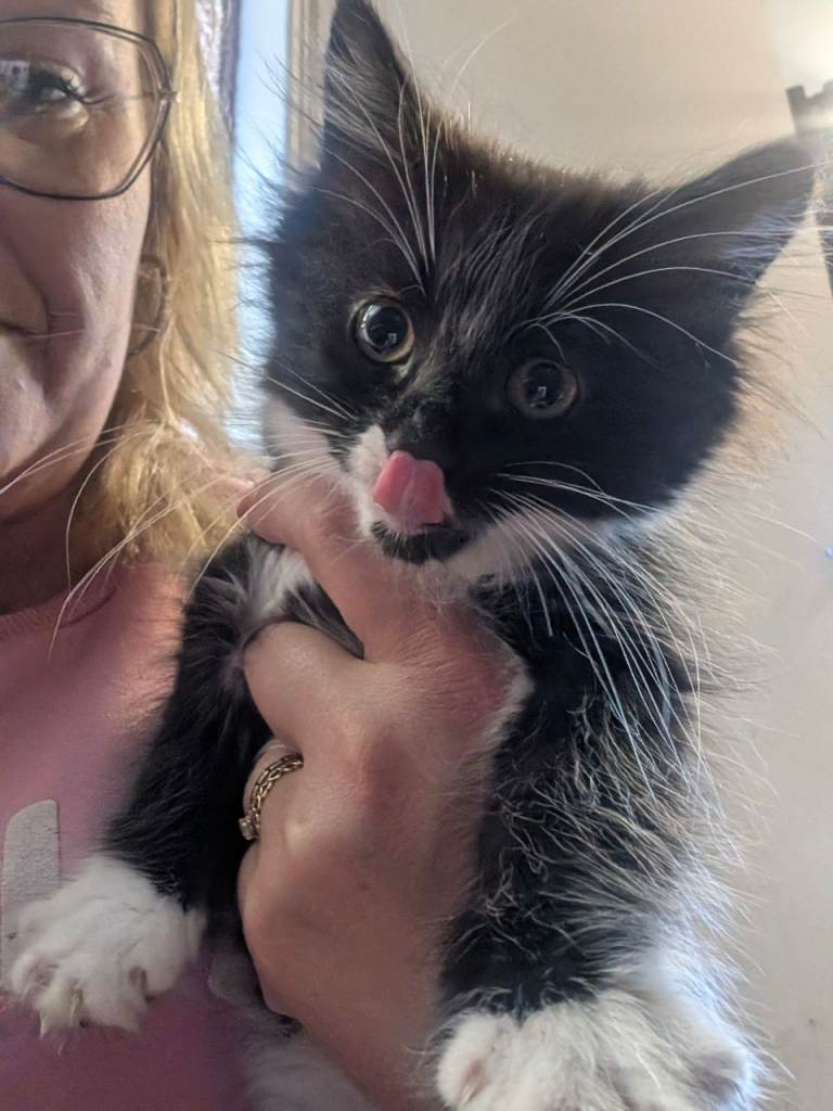 Long hair kitten ready for new home